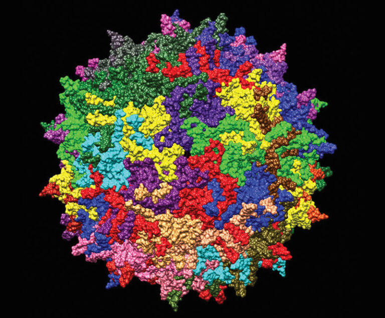 Adeno associated virus serotype AAV2