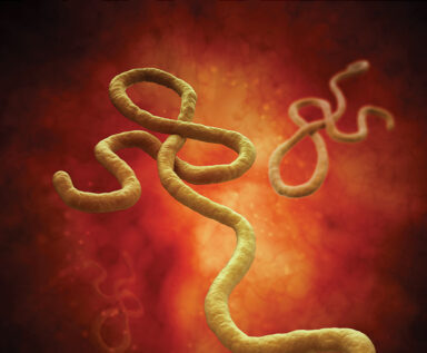 Illustration of ebola virus