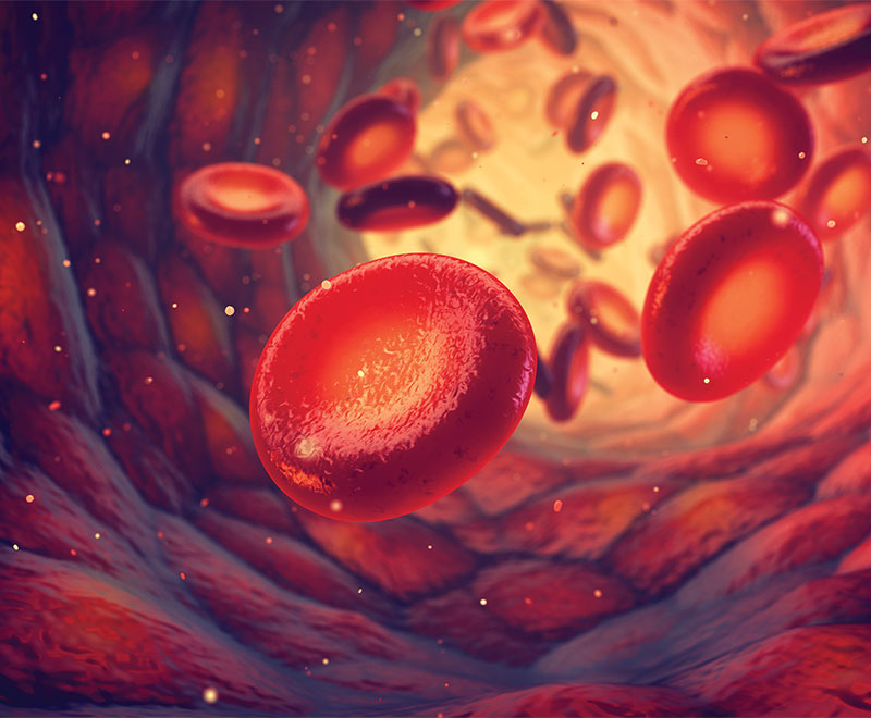 Illustration of red blood cells