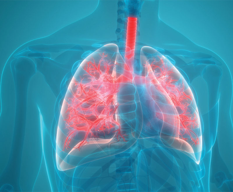 Illustration of human lungs