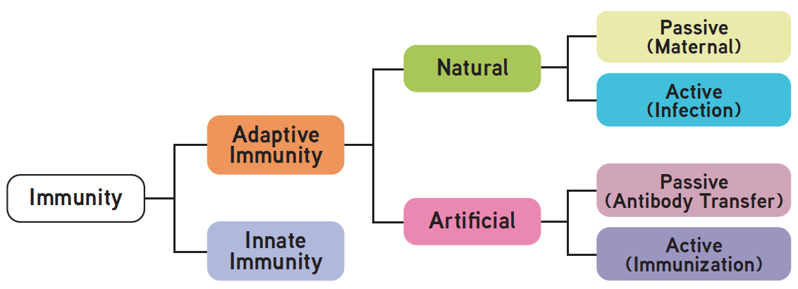 A Brief History of Immunity and Immunoglobulins