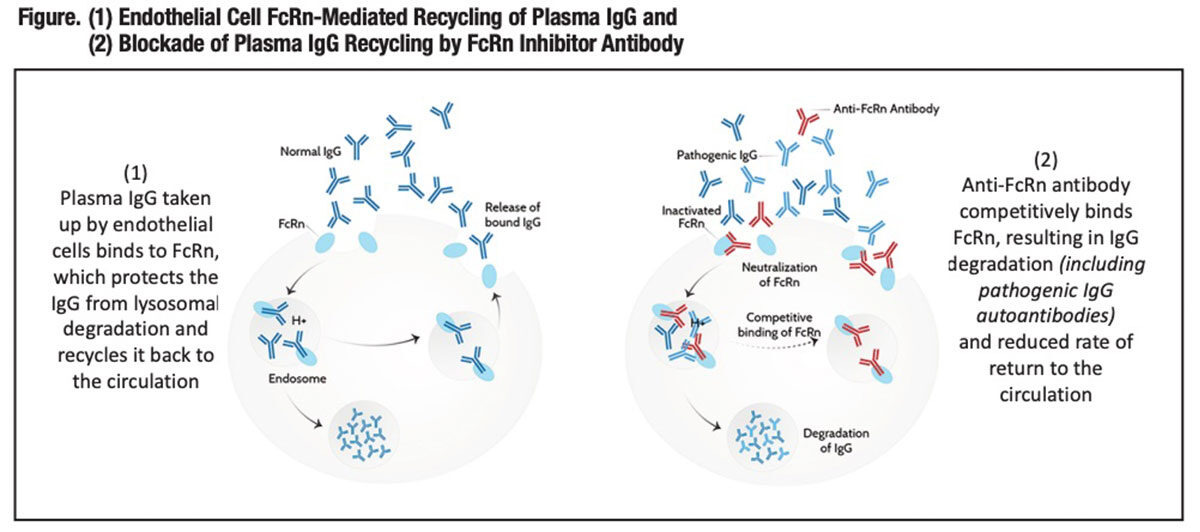 Figure depicting endothelial cell FcRn-mediated recycling of plasma IgG nad blockade of plasma IgG recycling b FcRn inhibitor antibody